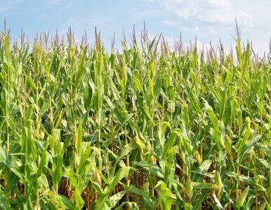 Miniatura: PiS nie chce pasz GMO