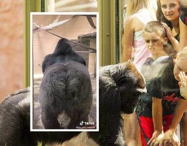 Miniatura: Bezczelny goryl w amerykańskim zoo....