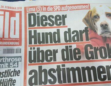 Miniatura: Niemieccy dziennikarze zarejestrowali psa...