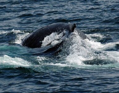 Miniatura: Japonia znów chce łowić wieloryby. Mimo...