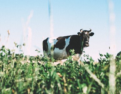 Miniatura: Krowy na wypasie