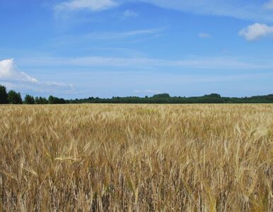 Rolnicy stracą 9 mld złotych z UE?