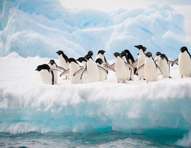 Miniatura: Kto weźmie Antarktydę