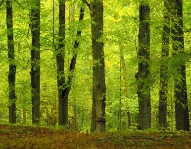 Miniatura: Rząd chce łatać dziurę budżetową...