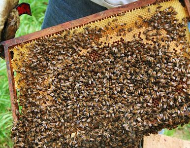 Miniatura: Wyginięcie pszczół oznaczałoby drastyczny...