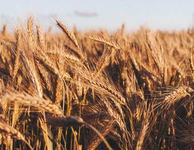 Miniatura: Po decyzji Rosji pszenica mocno zdrożała....