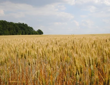 Miniatura: Kalemba: zboża będziemy mieć mniej niż rok...