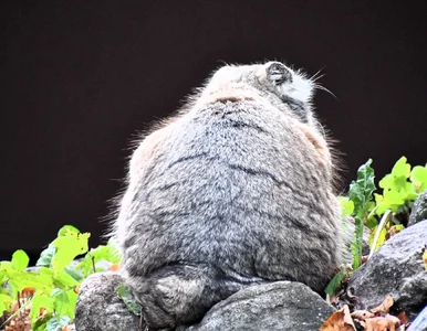 Miniatura: Manul z poznańskiego zoo...