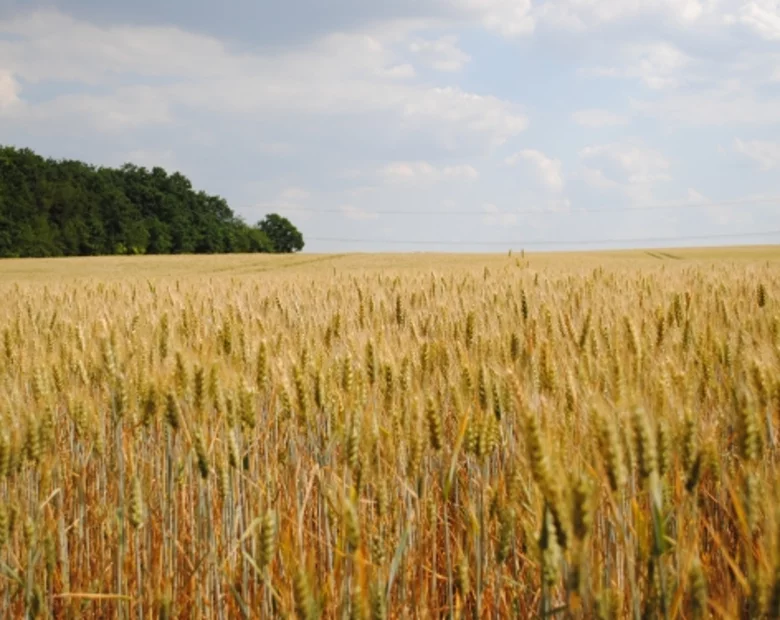 Miniatura: Rolnicy będą płacić 18,72 zł składki...