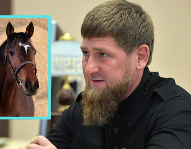 Miniatura: Czeska policja poszukuje konia Ramzana...