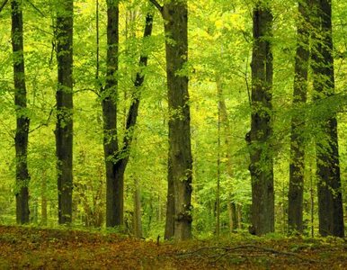 PiS chce prywatyzacji Lasów Państwowych?