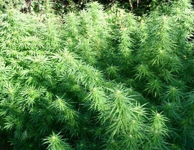 Czesi zalegalizują marihuanę w celach leczniczych?