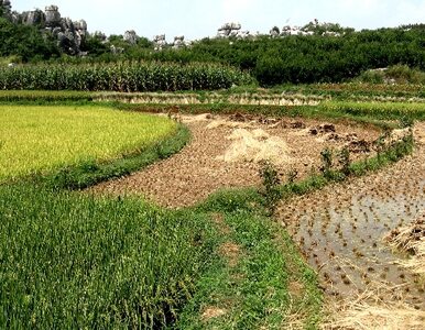Korea Północna: garść ryżu dziennie na obywatela. UE będzie dokarmiać...