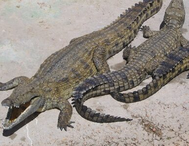 Miniatura: Czesi będą zarabiać na... krokodylach?