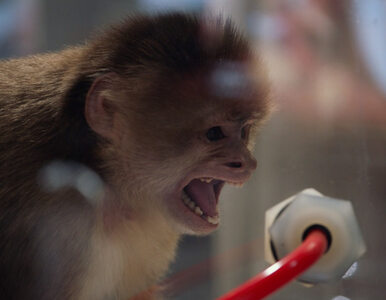 Miniatura: Volkswagen przeprowadzał testy na małpach...