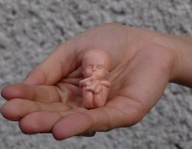 Miniatura: Fundacja pro-life chce edukować uczniów...