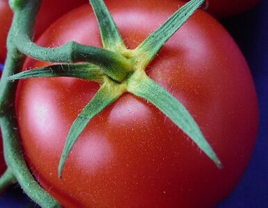 Miniatura: Włoska mafia uprawia pomidory?