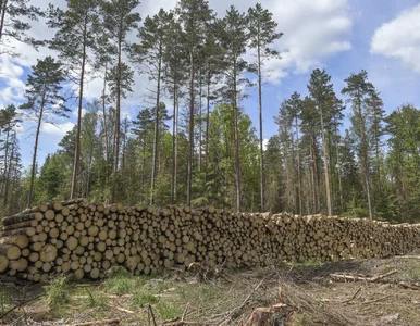 Miniatura: UNESCO i Puszcza Białowieska. Wiemy, kiedy...