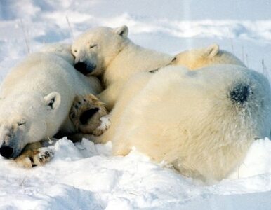 Miniatura: Rosja oszczędzi niedźwiedzie polarne