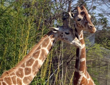 Miniatura: Władze zoo zdecydowały. Nie zabiją żyrafy