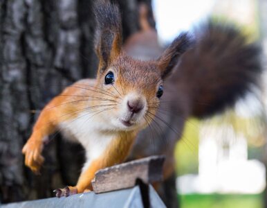Miniatura: Co warto wiedzieć o wiewiórkach? Lekcji...