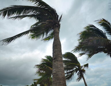 Miniatura: Kolejny potężny huragan zmierza nad USA....