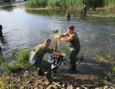 Miniatura: Skażenie Odry. Komendant główny policji...