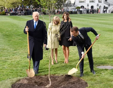 Miniatura: Trump i Macron na znak przyjaźni zasadzili...