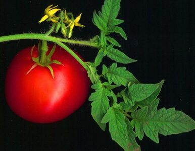 Miniatura: Rosjanie znów jedzą pomidory z Beneluksu