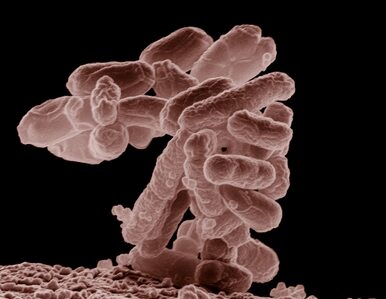 Miniatura: Bakteria nosicielką... wiersza