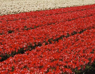 Więdnący tulipan ? Holandia może stracić najwyższy rating AAA