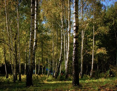 Miniatura: Minister Woś: Zakaz wstępu do lasu będzie...