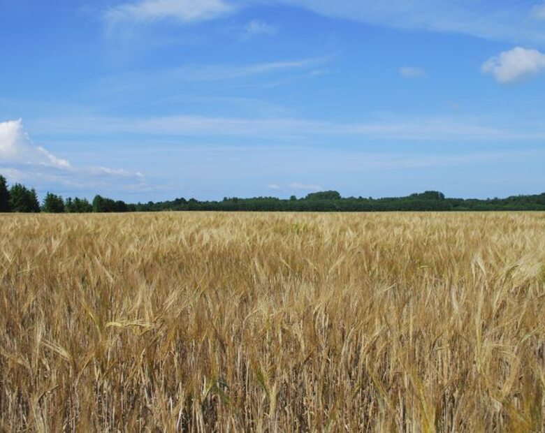 Miniatura: Rolnicy stracą 9 mld złotych z UE?