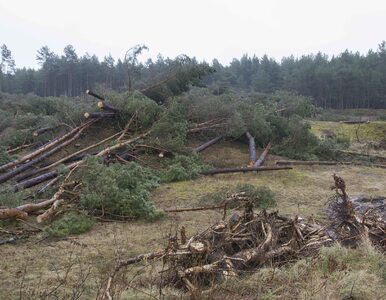 Miniatura: Nielegalna wycinka kilkuset drzew w Łebie....