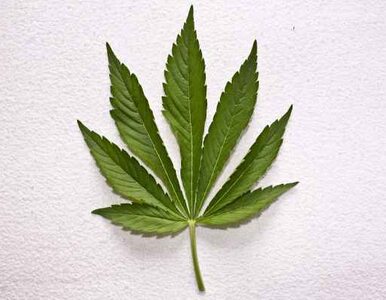 Miniatura: SLD chce legalnej marihuany