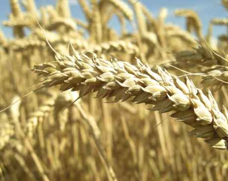Miniatura: Zbiory zbóż w Polsce niższe o 13 procent....