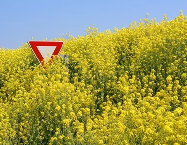 Miniatura: "Polska będzie wolna od GMO". UE o zdanie...